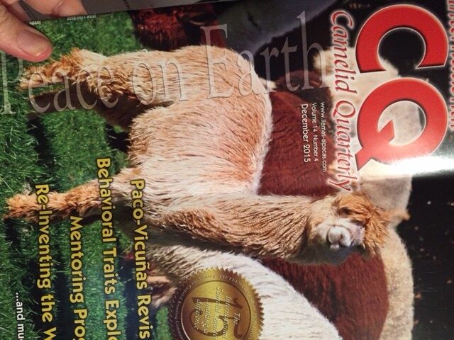 Cover of Camelid Quarterly featuring a tall, blond alpaca