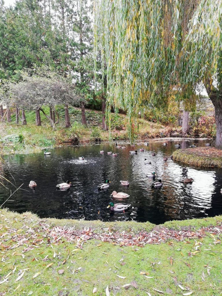 the view of a pond teeming with ducks, and in the background, a willow tree and other lush greenery