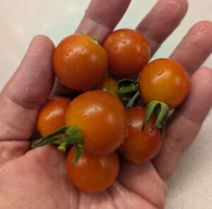 my hand full of freshly rinsed cherry tomatoes from my garden