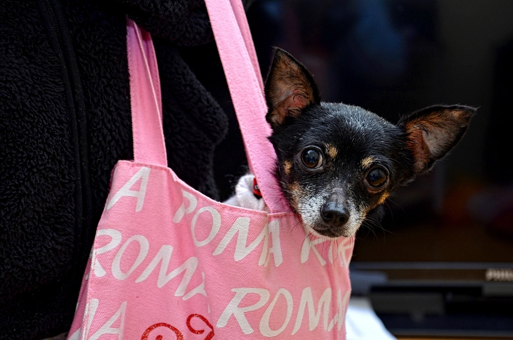 Chihuahua in a pink tote bag
