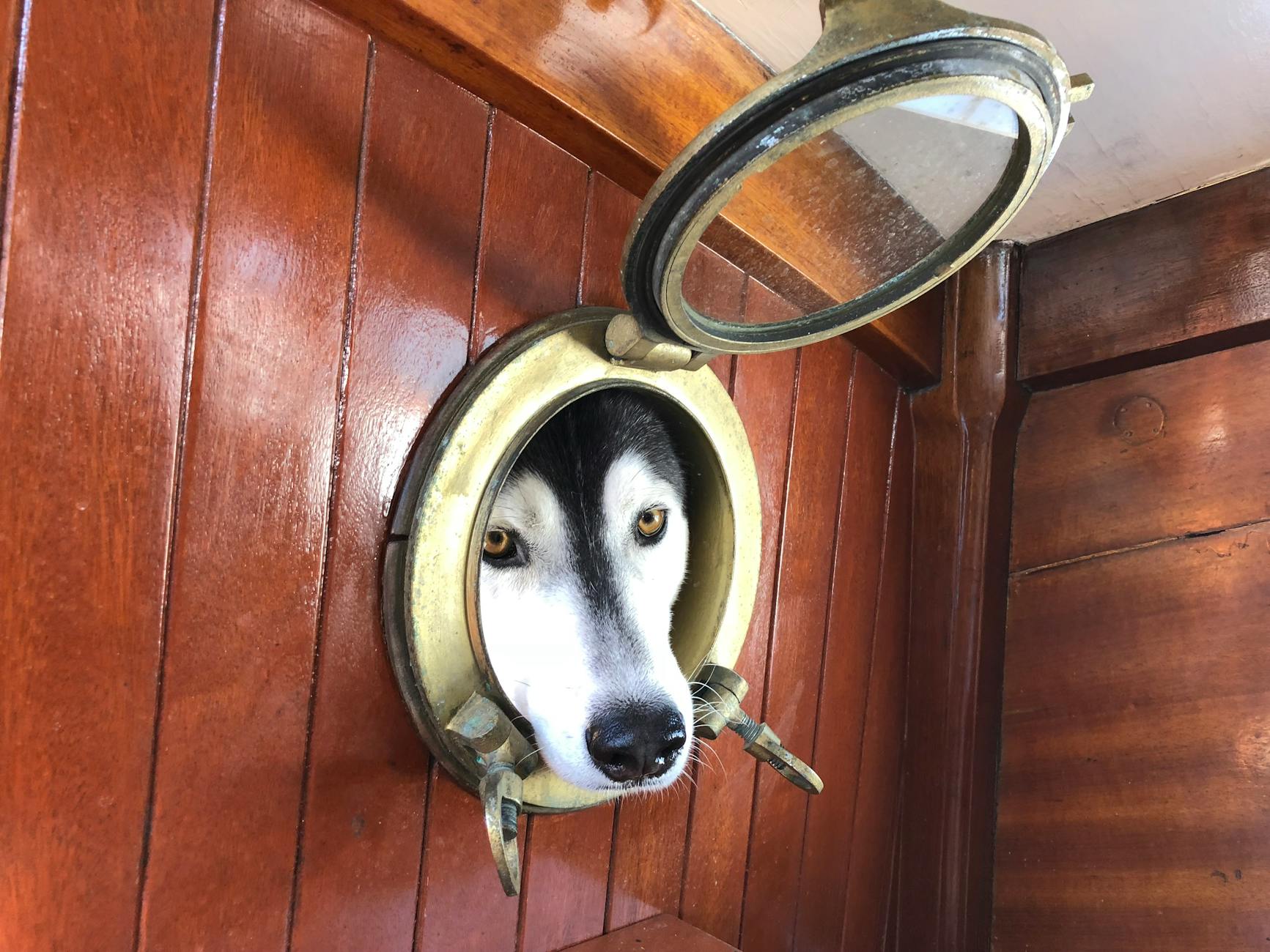 cute husky dog peeking through porthole