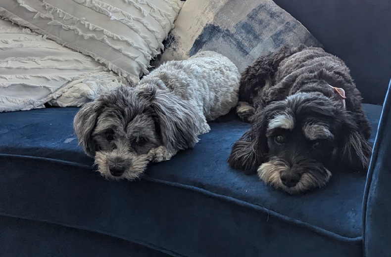 Grey Livi and black and white Dottie look up at the camera from a lying position on a blue couch. 