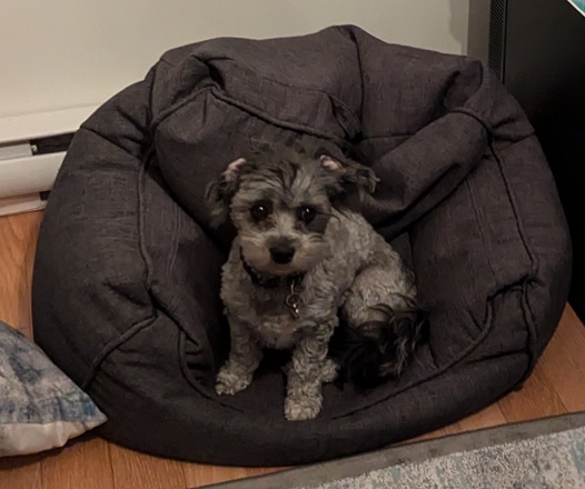 Livi looks like she has barettes on her ears. She's sitting on her dog bed and her little ears are turned inside out, with a band of pink showing on either side of her head.