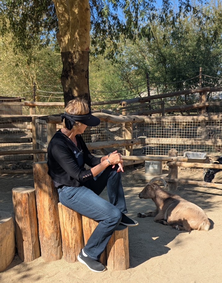 Erin sits on a log stool and looks at a goat that's lying near her. 