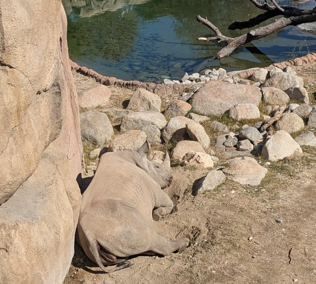 Huge rhino blends in with the rocks around it. 