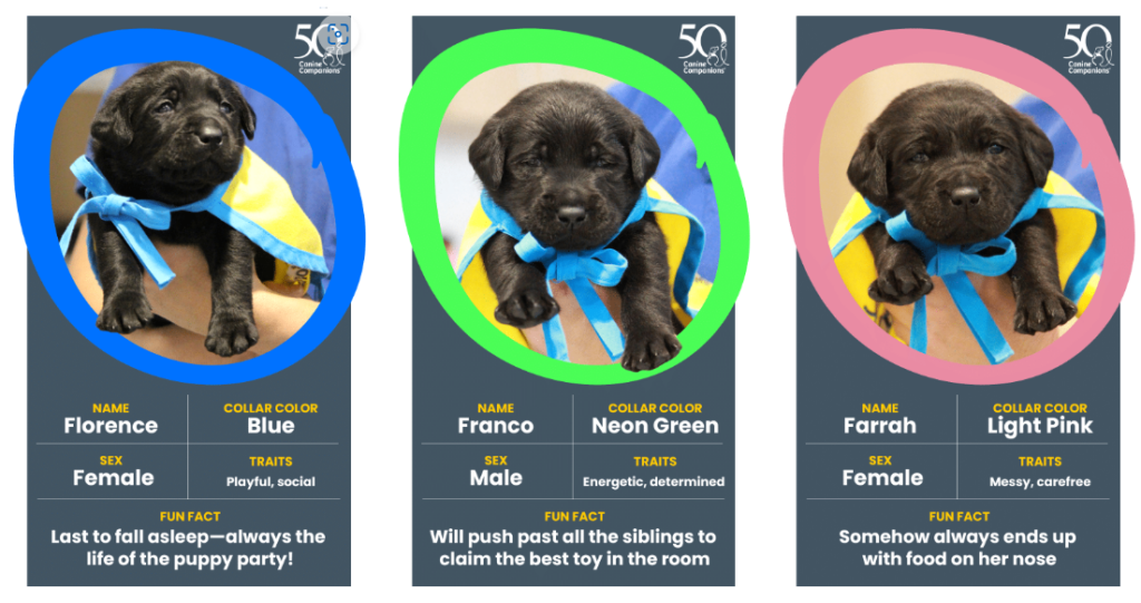 Photos and bios of three puppies being featured on this year's PuppyCam.